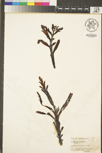 Stephanocystis setchellii image