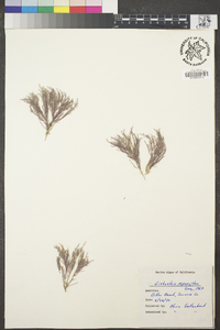 Lithothrix aspergillum image