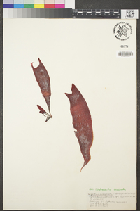 Chondracanthus exasperatus image
