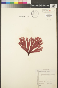 Callophyllis violacea image