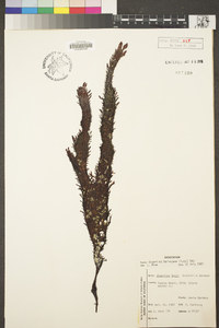 Chondracanthus harveyanus image