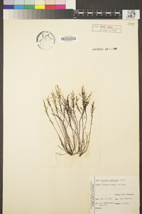 Chondria decipiens image