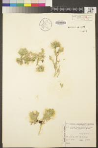 Corallina officinalis var. chilensis image