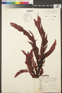 Erythrophyllum delesserioides image