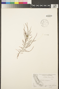 Gracilaria verrucosa image