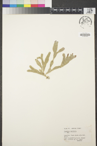 Ozophora latifolia image