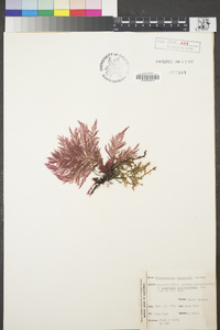 Pleonosporium vancouverianum image