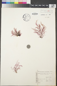 Polysiphonia paniculata image
