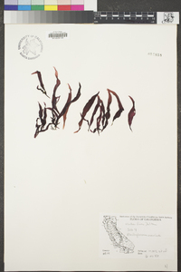 Rhodoglossum oweniae image
