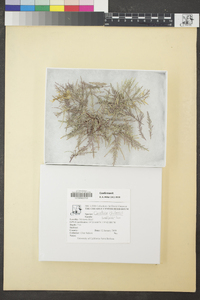 Corallina chilensis image