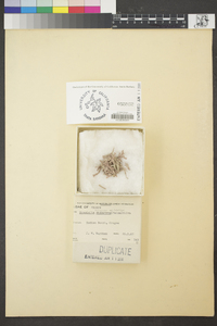 Bossiella orbigniana var. dichotoma image
