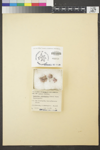 Bossiella corymbifera image