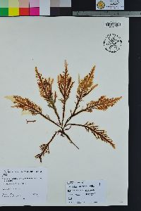 Osmunda spectabilis image