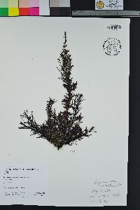 Sargassum muticum image