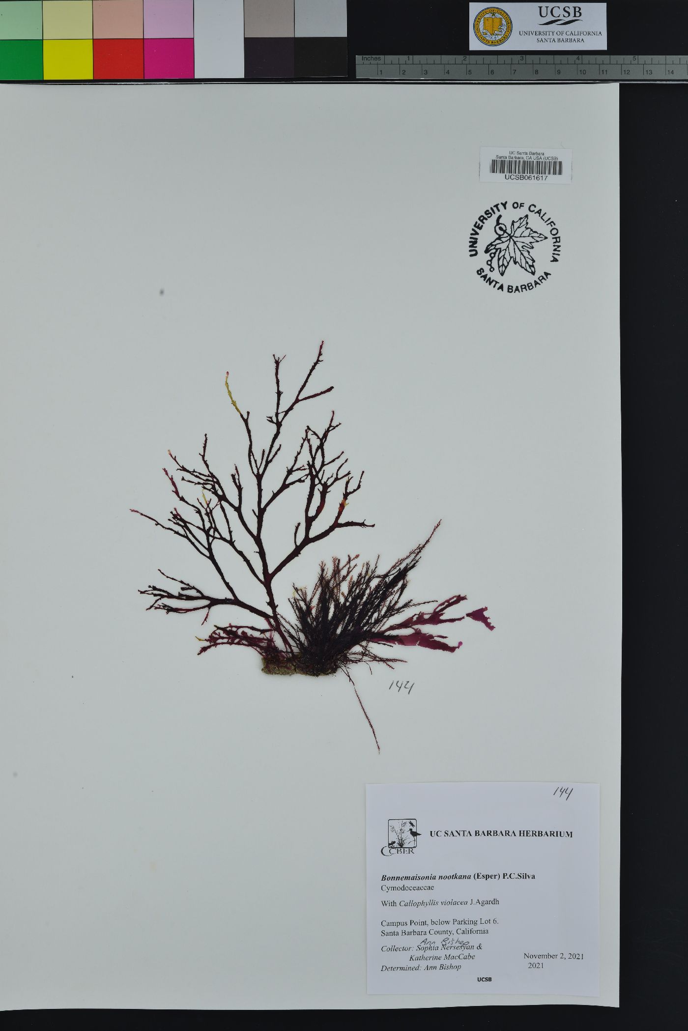 Bonnemaisoniaceae image