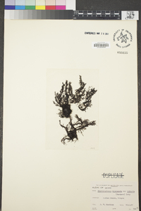 Pterosiphonia bipinnata var. robusta image