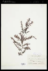 Sargassum plagiophyllum image