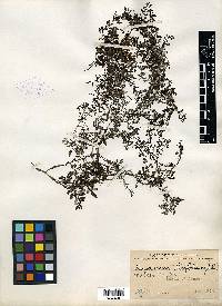 Sargassum ilicifolium image