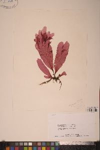 Polyneuropsis stolonifera image