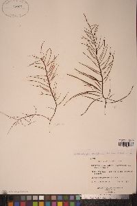 Sarcodiotheca gaudichaudii image