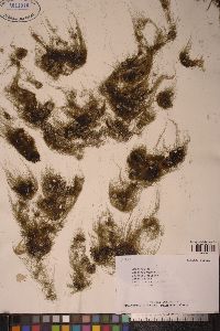 Urospora wormskioldii image