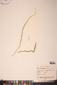 Scytosiphon lomentaria image