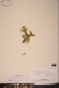 Acrosiphonia duriuscula image