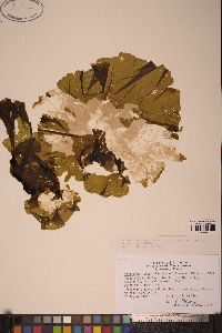 Ulvaria obscura var. blyttii image