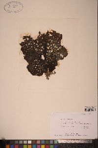Agarum cribrosum image