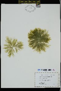 Image of Acrosiphonia duriuscula