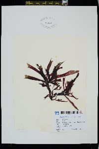 Image of Palmaria mollis
