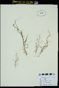 Chordaria gracilis image