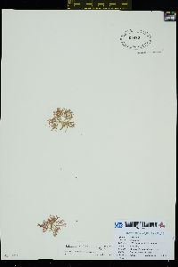 Tokidaea chilkatensis image
