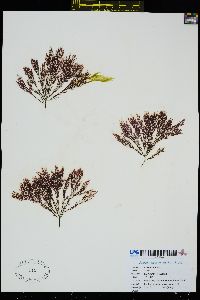 Cryptosiphonia woodii image