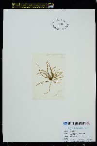 Melanosiphon intestinalis image