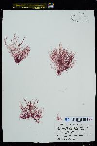Image of Scagelia americana