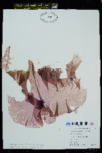 Boreophyllum aestivale image