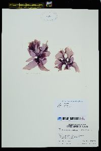 Porphyra brumalis image