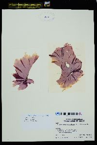Porphyra brumalis image