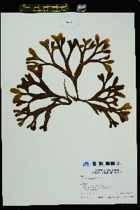 Fucus distichus image