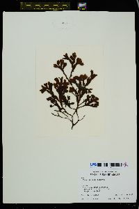 Fucus spiralis image