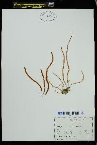 Pylaiella littoralis image
