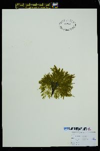 Pylaiella littoralis image
