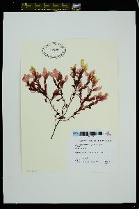 Yendonia crassifolia image
