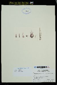 Polysiphonia pacifica var. disticha image