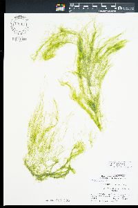 Cladophora japonica image