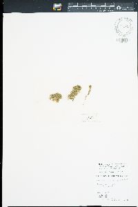 Microdictyon umbilicatum image