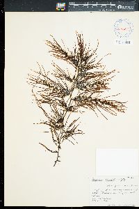 Sargassum obtusifolium image