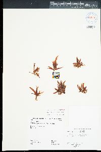 Melanamansia fimbrifolia image