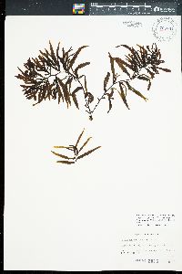 Sargassum aquifolium image